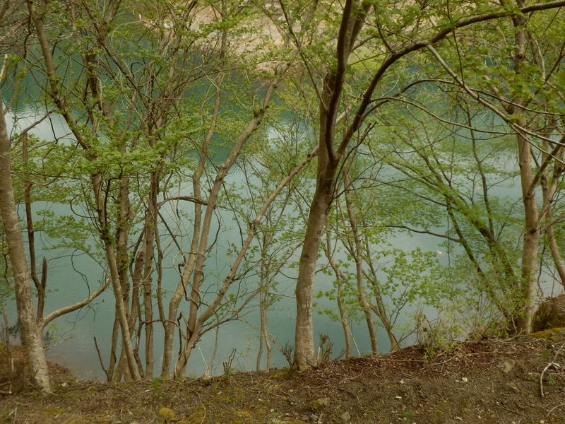緑を映す宮ヶ瀬湖