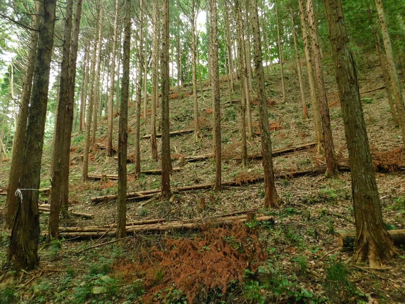 間伐済みの檜林