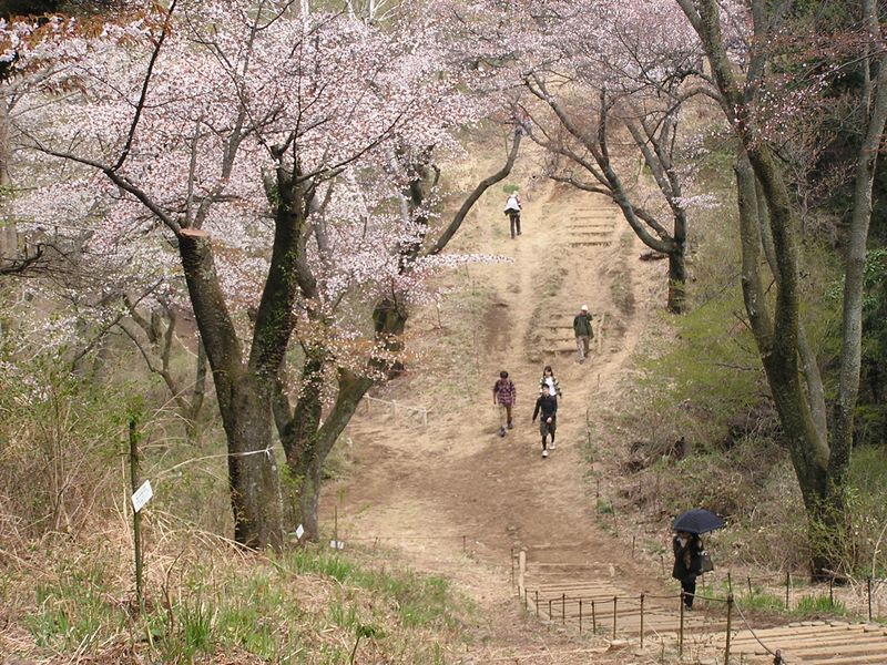日影林道から城山 -- 延々と桜並木が続く