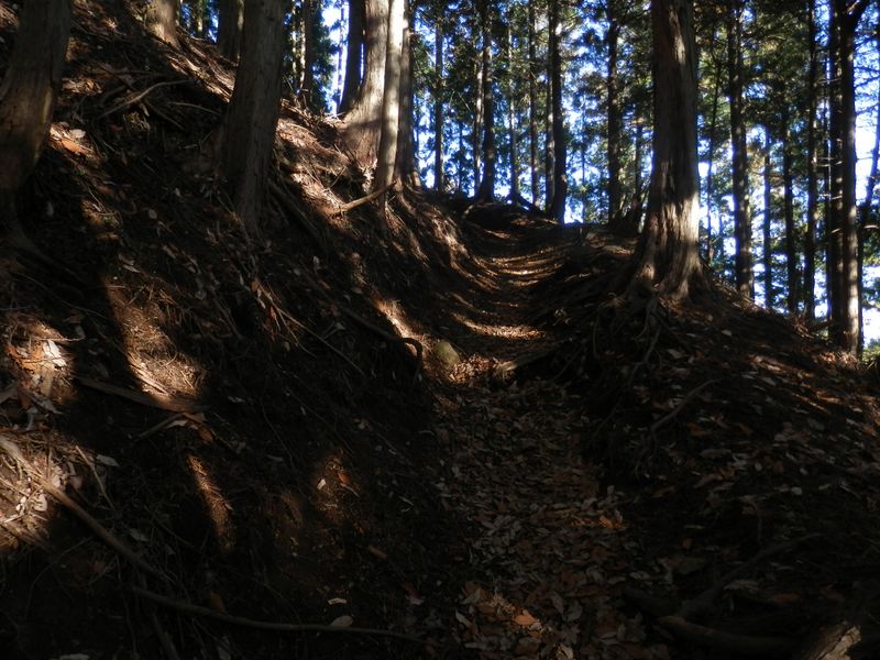 朝の木漏れ日の差す檜林