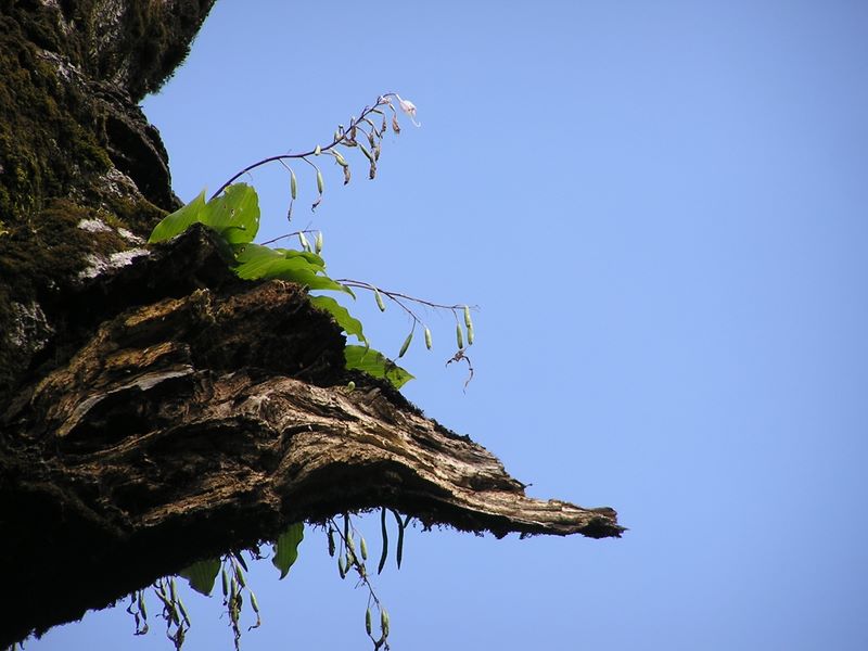 檜洞丸 -- 花の終わったギボウシ