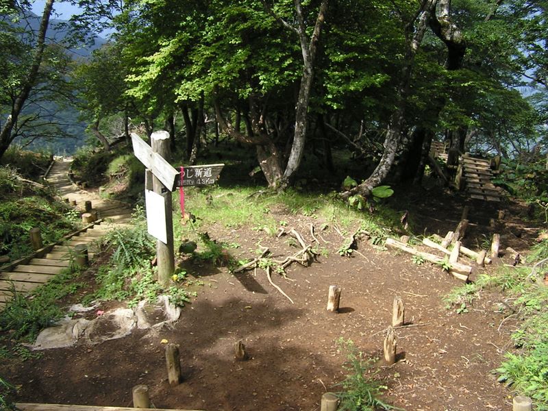 檜洞丸 -- 箒沢からの登山道（左）を合わせる（右はつつじ新道）