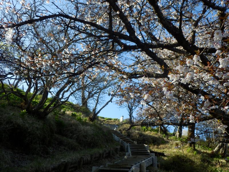 山頂手前の桜並木