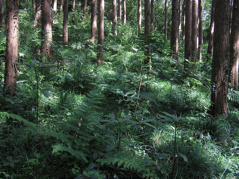 日和田山 -- 下草の豊富な針葉樹林