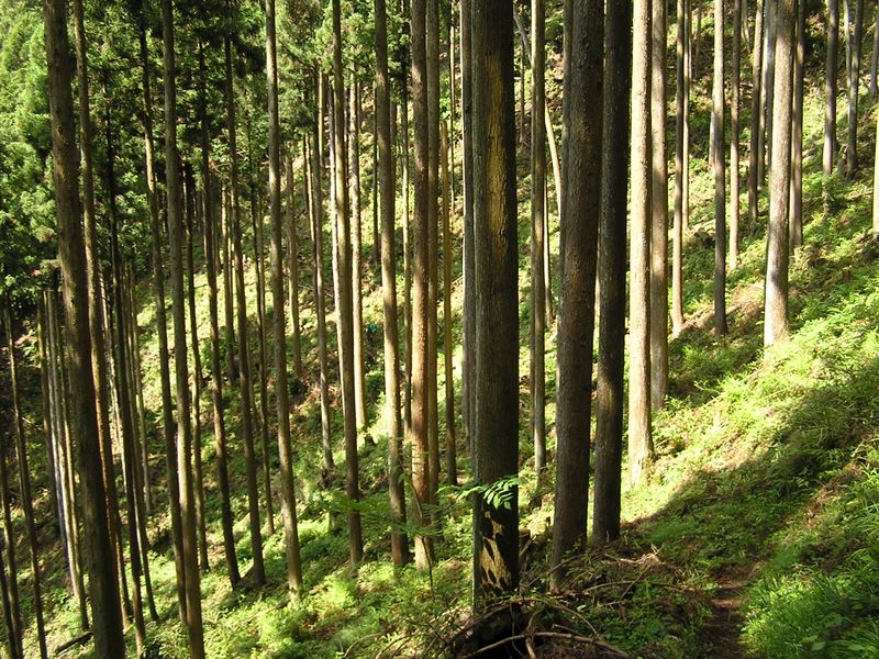 杉・檜の明るい樹林帯を登って行く