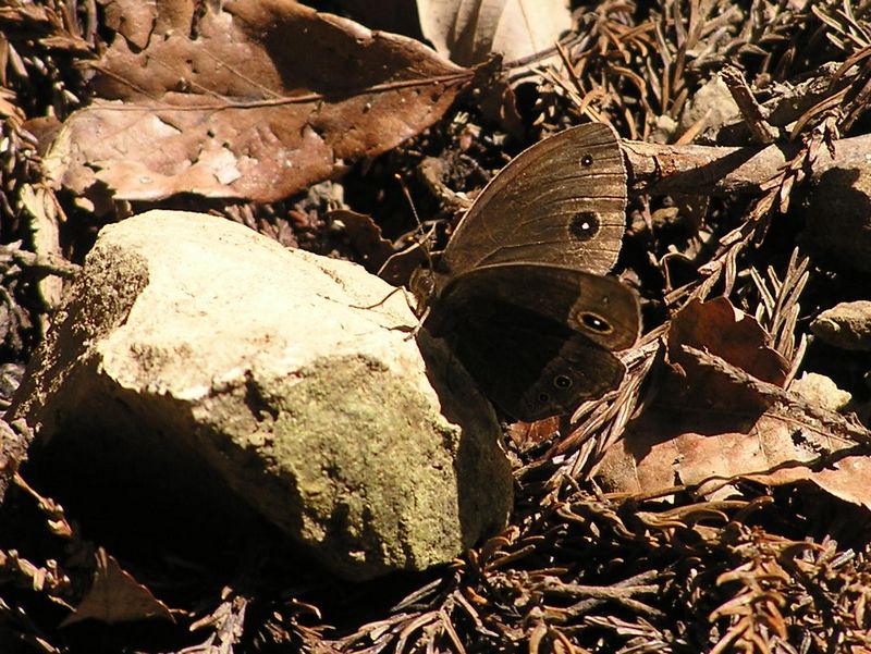 本仁田山 -- 枯れ葉と同じ色の蝶。コジャノメかな？
