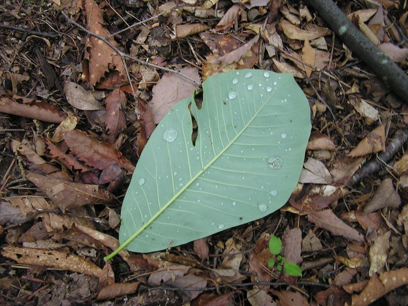 本仁田山 -- ホオノキの葉の裏に、きれいな滴