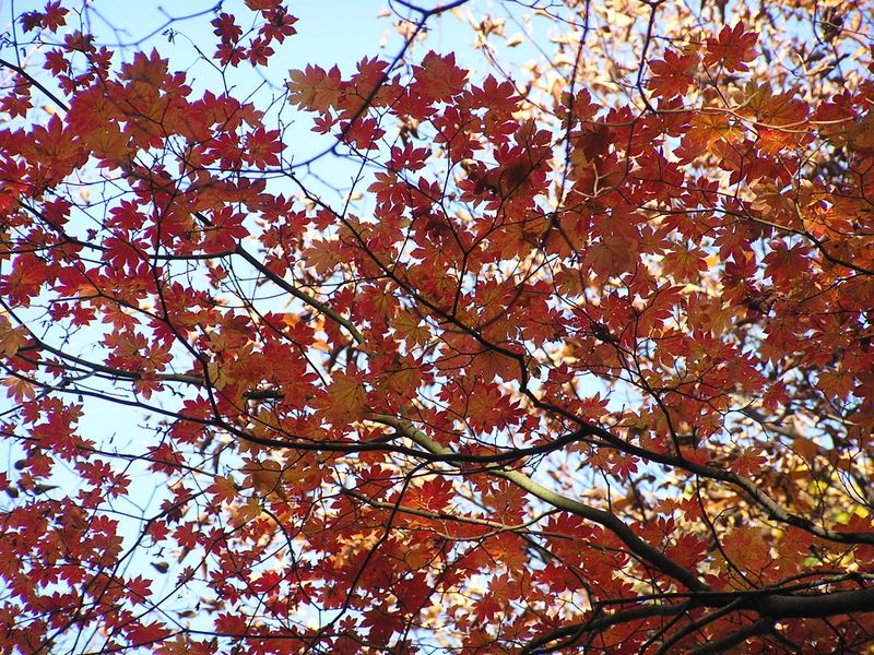 市道山・臼杵山 -- 市道山・臼杵山 -- 12：28　ここで小休止して落ち葉を拾うここで小休止して落ち葉を拾う