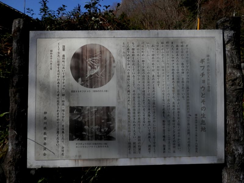 ギフチョウは神奈川県指定天然記念物