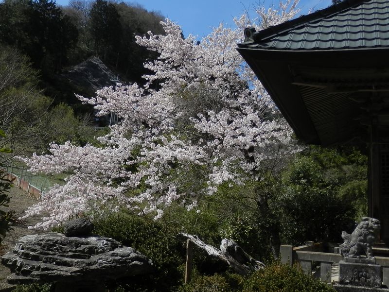 高源寺の桜 (1)