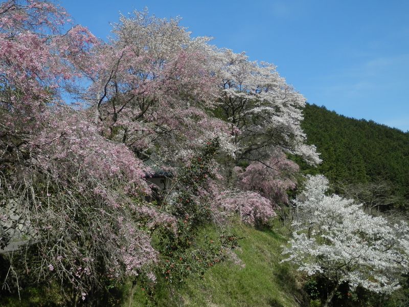 慶徳寺の桜 (1)