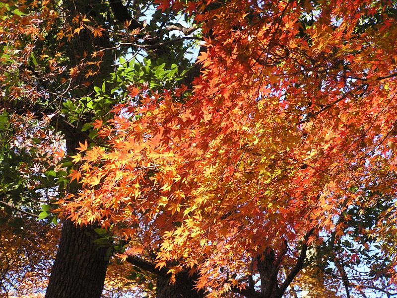 神武寺から鷹取山 -- まだまだきれいな紅葉