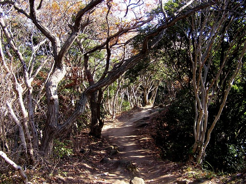 神武寺から鷹取山 -- 山上庭園のような道