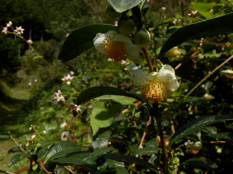 茶の花とママコノシリヌグイ