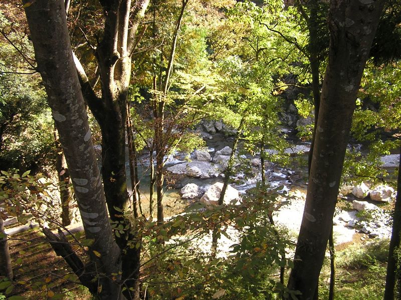 刈寄山 -- 木の間に秋川の流れを覗く