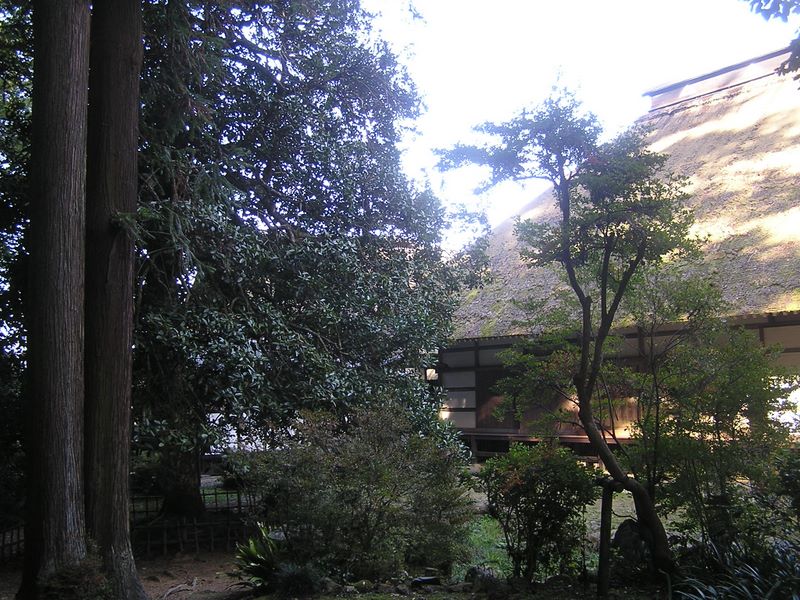 刈寄山 -- 広徳寺のタラヨウの木