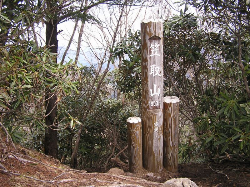 笠取山頂にはシャクナゲがたくさんあった