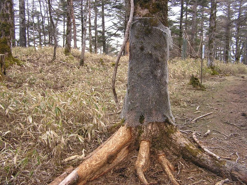 笠取山 -- シカさん、木を枯らさないで