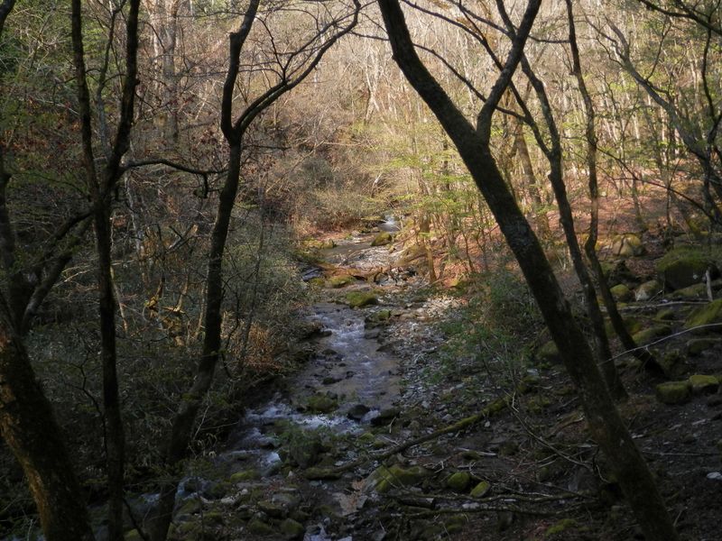 笠取山 -- どの岩も緑の苔で覆われている