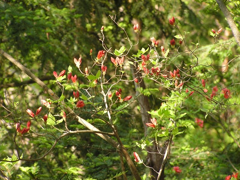 川苔山 -- まもなく咲きそうなヤマツツジ