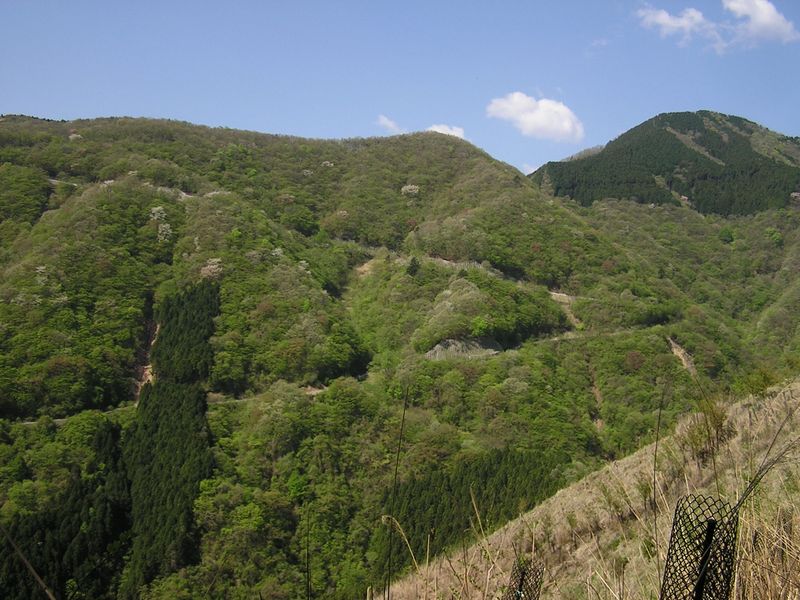 川苔山 -- 伐採地から赤杭尾根を望む