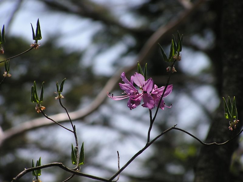 川苔山 -- このミツバツツジの木は、これが最後の花