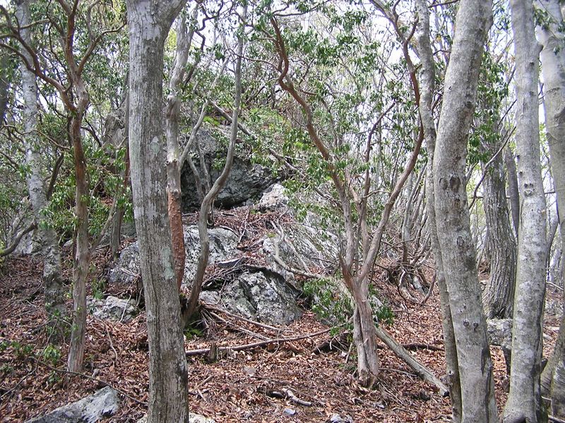 川苔山 -- 尾根上の大きな岩