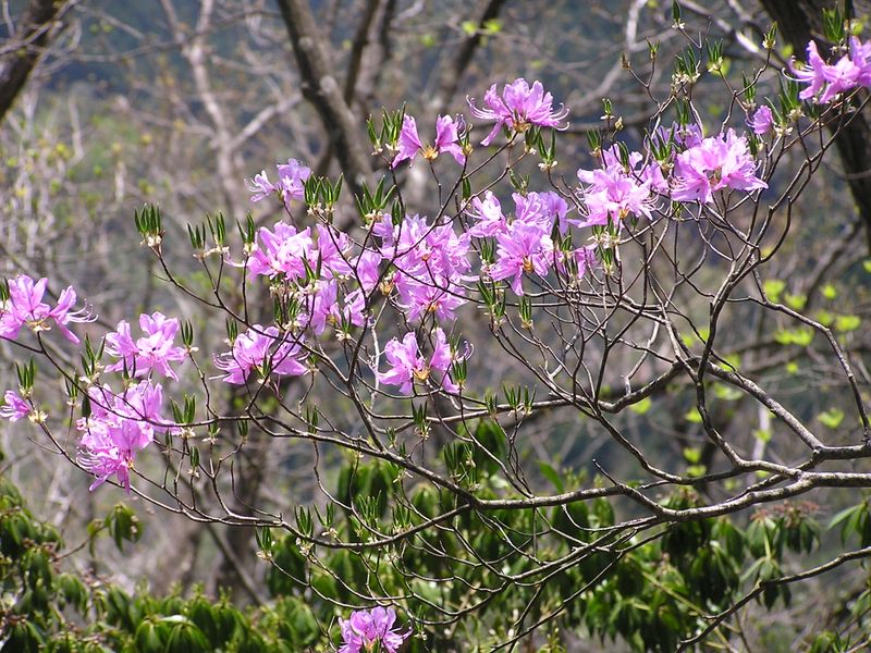 川苔山 -- 1168m峰付近のミツバツツジは、半分くらいの花が残っていた
