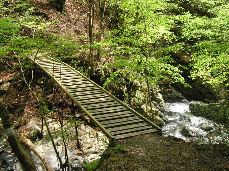 川苔山 -- このような、滑り止めつきの木橋を何度も渡る