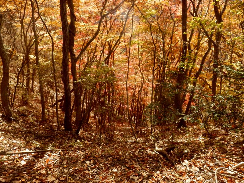 仏果山・土山峠分岐付近の谷間の紅葉