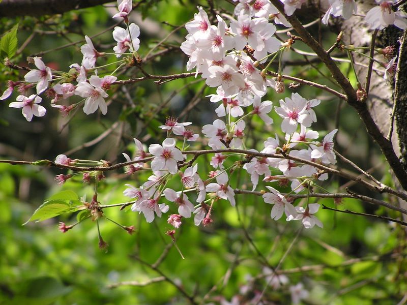 弘法山 -- 桜も終わりか