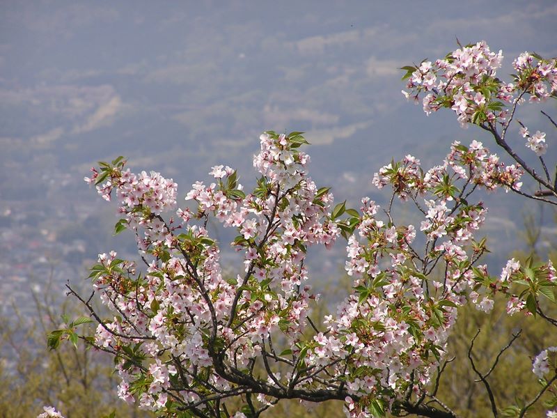 弘法山 -- 花と葉が七三