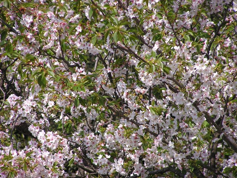 弘法山 -- 花と葉がフィフティ･フィフティ