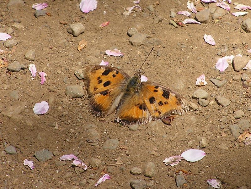 弘法山 -- 翅がボロボロの冬越し蝶