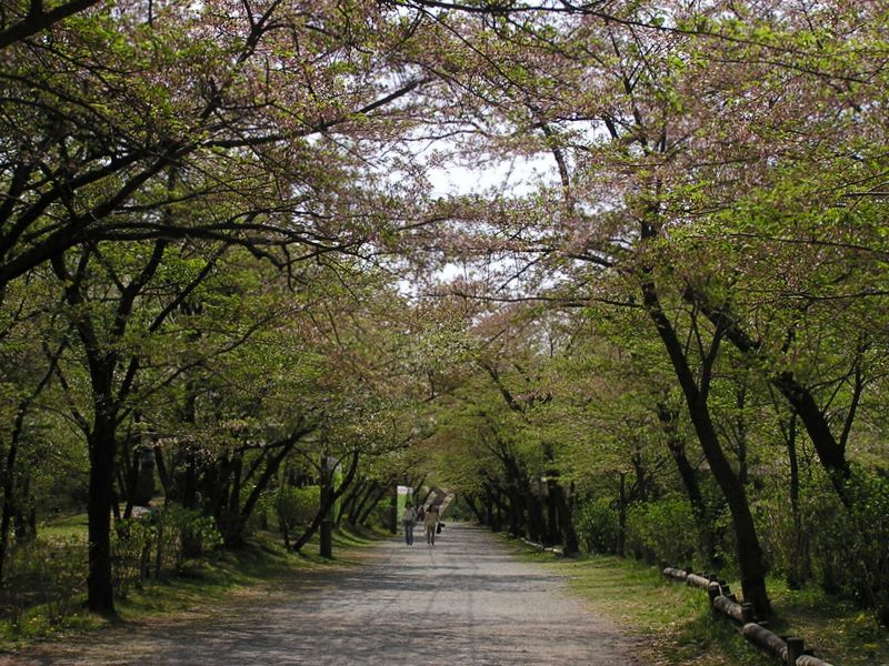 弘法山 -- 満開時に歩きたい