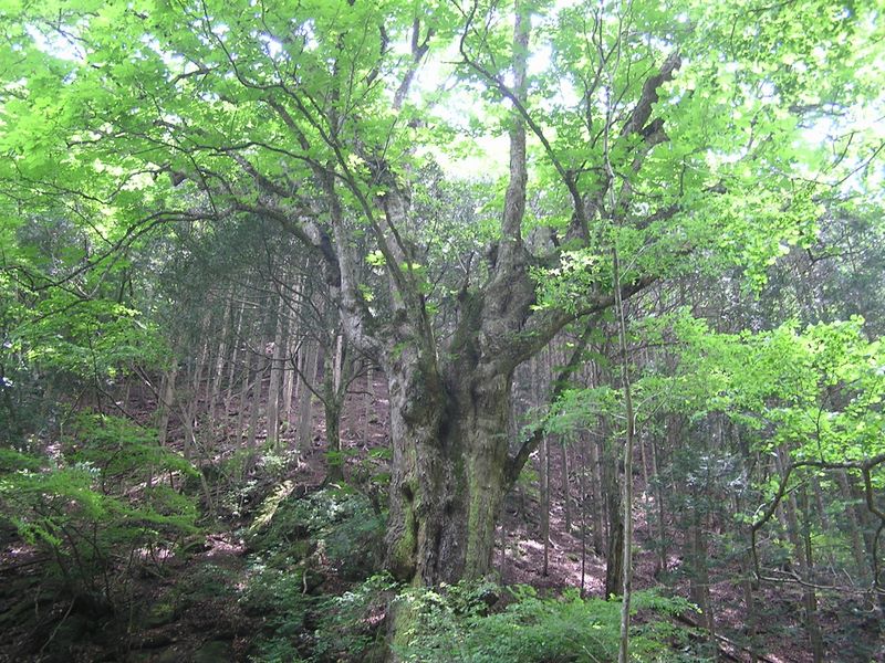 倉岳山・高畑山 -- 古い大きなトチの木が山の主のように立つ