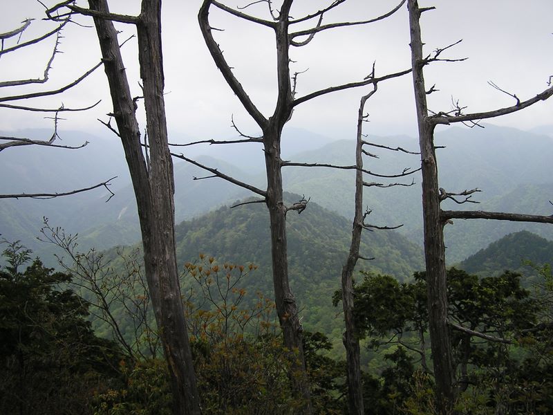 黒川鶏冠山 -- 鶏冠山頂の立ち枯れた木々