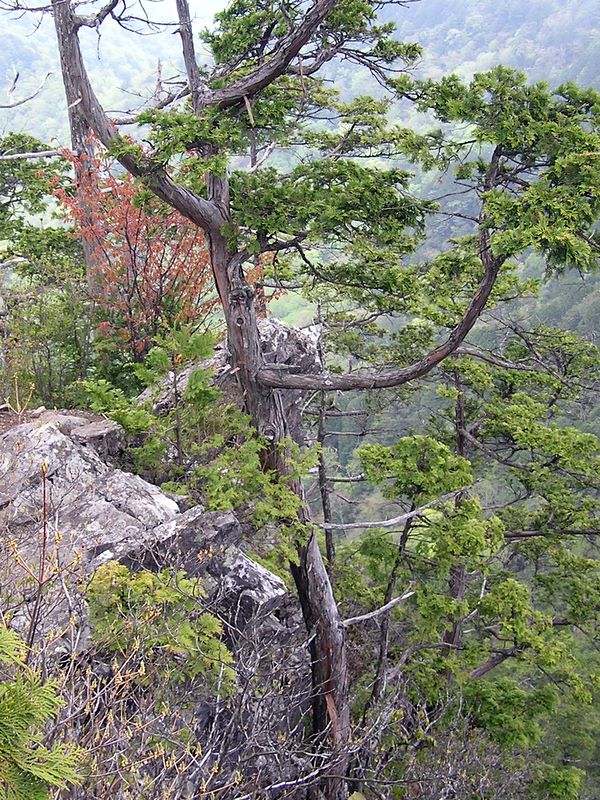 黒川鶏冠山 -- 絶壁で生きてきた木々