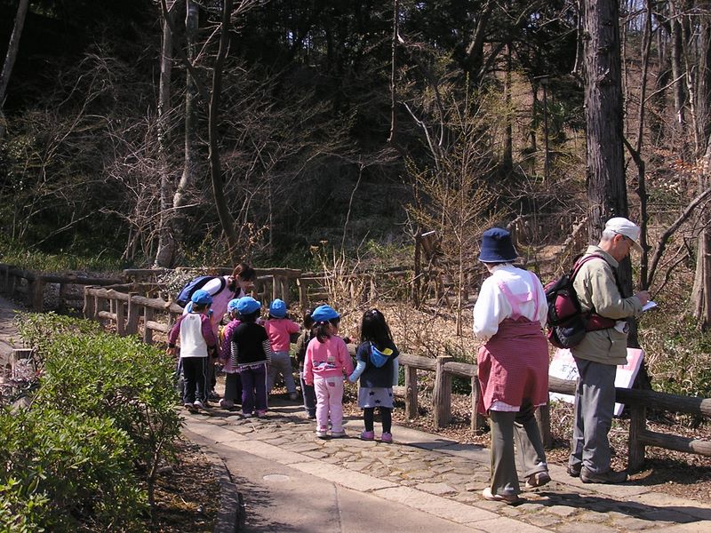 カタクリ・草戸山 -- 片倉城跡公園では遊歩道沿いにカタクリやアズマイチゲの花を観察できる