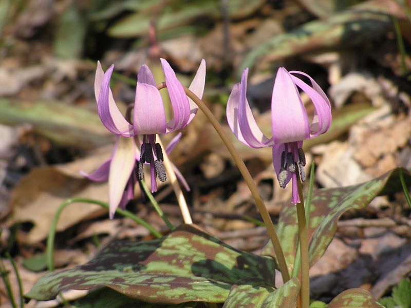 カタクリ・草戸山 -- このような花が見られるのも、保護のおかげ