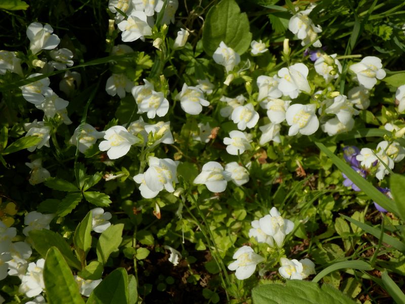 サギゴケの白花