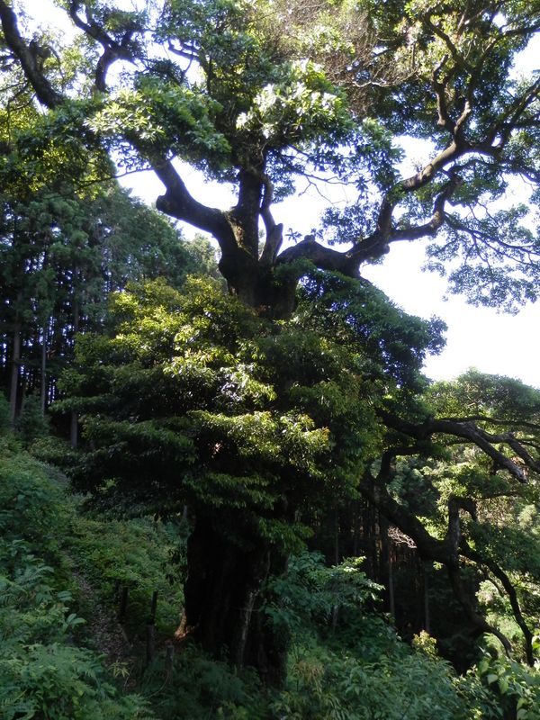 タブノキの巨樹