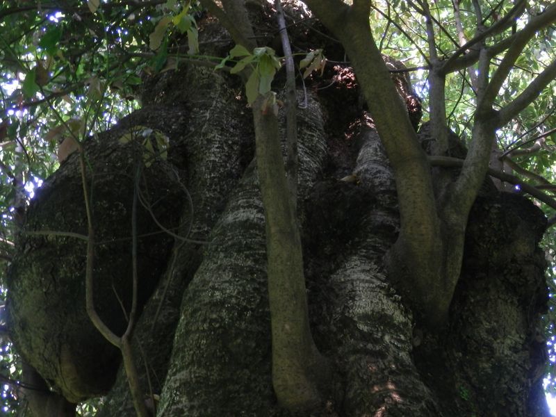 タブノキの巨樹 -- 見上げると、象みたい