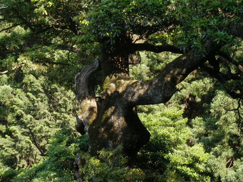 タブノキの巨樹 -- 樹冠のすぐ下