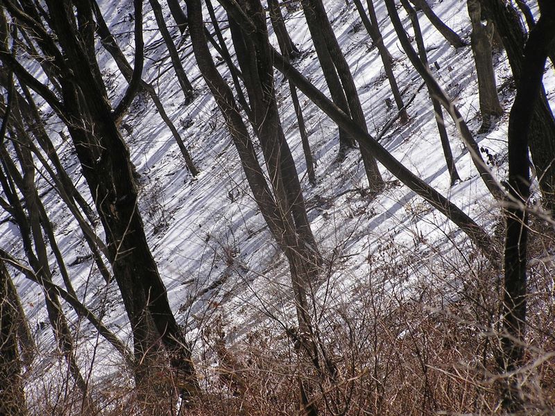 馬頭刈尾根 -- 北斜面に映った樹木の影