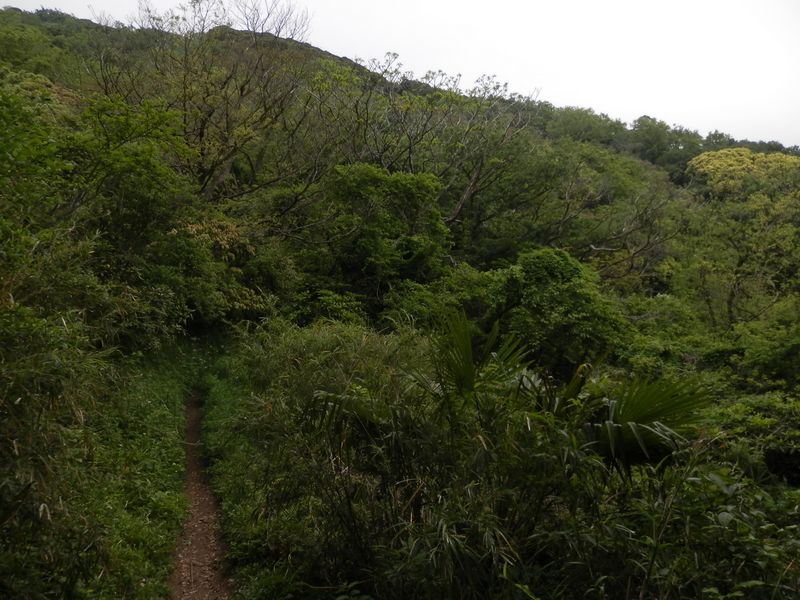 自然に緑が密植・混植されている大楠山