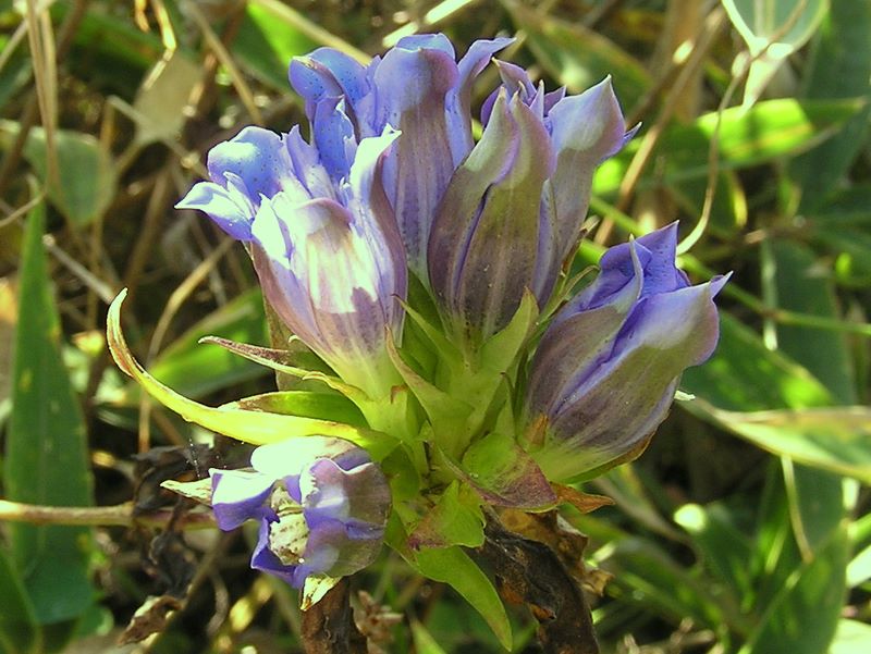 飯盛山 -- リンドウの花
