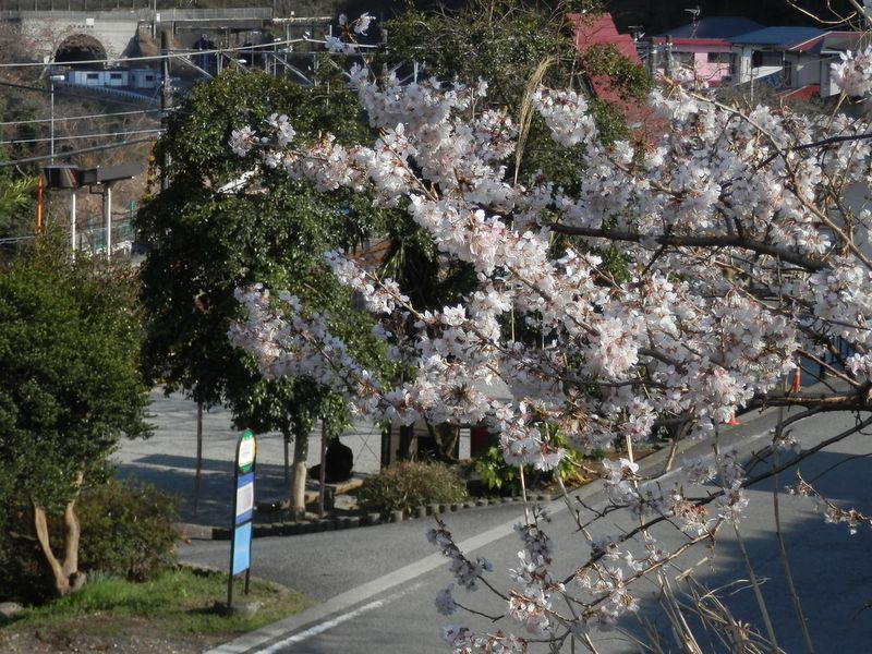谷峨駅に舞い散る桜
