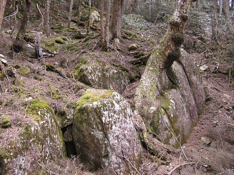 瑞牆山 -- 岩と苔と石楠花と