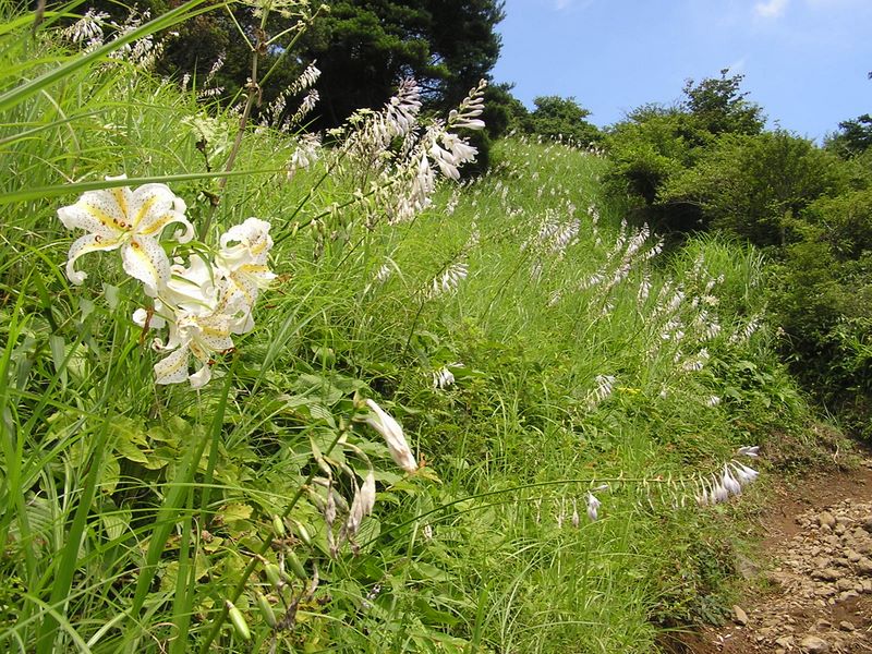 明神ヶ岳 -- 暑さにめげない夏の花